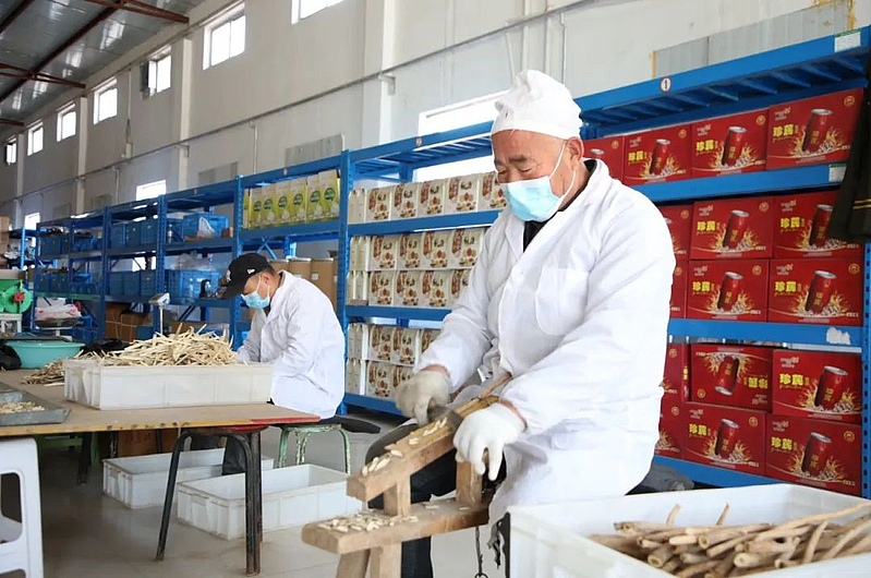 子洲县打造百亿级黄芪为主的中药材产业集群